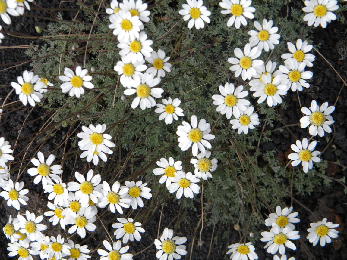 DSCN9503 .JPG